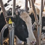 「除角」…乳牛は角を切ってるって知ってました？